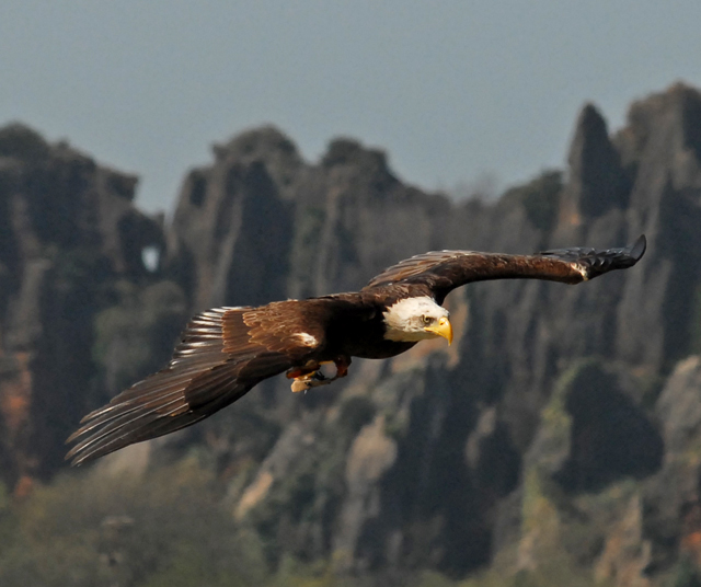 golden eagle in flight. Bald Eagle in Flight